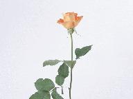 翠鸟介绍